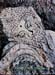 Sleeping Buddha